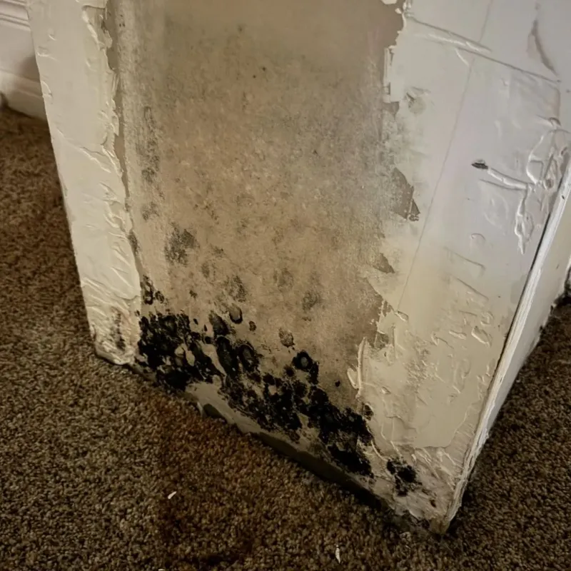 Professional Mold Removal in Scenic, AZ